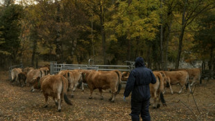 Dermatose bovine: pas de vaccination générale à ce stade, mais des "réflexions"