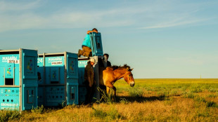 Przewalski-Pferde aus Berlin in kasachischer Steppe ausgewildert