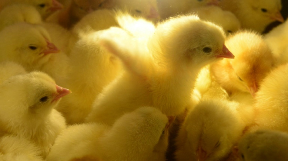 La fili&egrave;re oeufs a quelques mois pour arr&ecirc;ter d'&eacute;liminer les poussins m&acirc;les