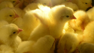 La fili&egrave;re oeufs a quelques mois pour arr&ecirc;ter d'&eacute;liminer les poussins m&acirc;les