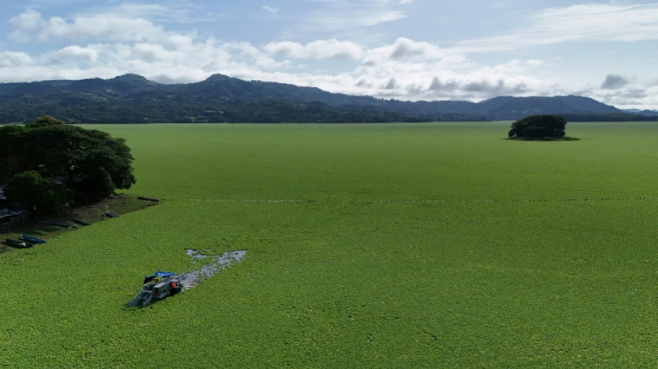 'Water lettuce' chokes tourism, fishing at El Salvador lake
