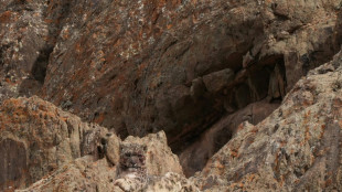 Nepal: les panth&egrave;res des neiges estim&eacute;es &agrave; pr&egrave;s de 400 selon une enqu&ecirc;te de terrain