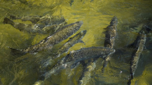 La pêche au saumon interdite pour la deuxième année consécutive en Californie