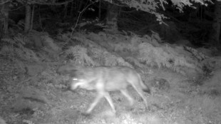 Venu d'Italie par les Alpes, le loup s'installe peu &agrave; peu en Occitanie
