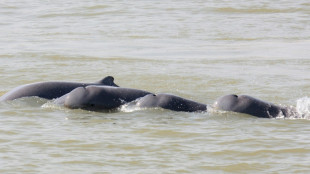 Cambodge : vers la cr&eacute;ation sur le M&eacute;kong de zones de protection de dauphins en danger