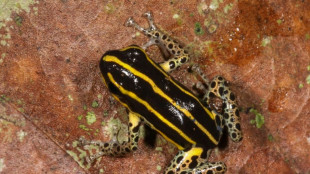 Descubren una nueva especie de rana venenosa en la Amazon&iacute;a de Per&uacute;