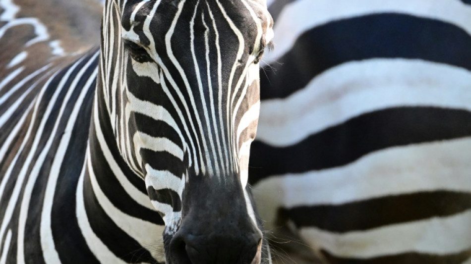 Zebras und Affen: Polizei stoppt Tiertransport an deutsch-niederl&auml;ndischer Grenze