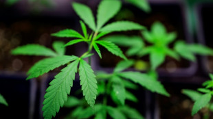 CSU pr&uuml;ft rechtliche Schritte gegen Liberalisierung bei Cannabis