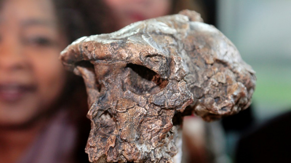 Tumai caminaba hace 7 millones de a&ntilde;os, pero tambi&eacute;n trepaba a los &aacute;rboles