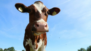 Greenpeace-Abfrage: Billigfleisch dominiert Sortiment der H&auml;ndler