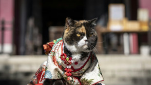 Kimono-clad pets blessed at Japan festival lacking enough kids