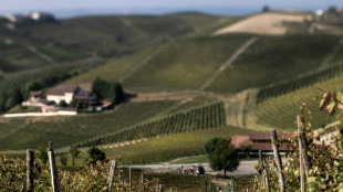 Los viticultores del famoso espumante italiano de Asti recortan su producci&oacute;n por vaivenes del mercado