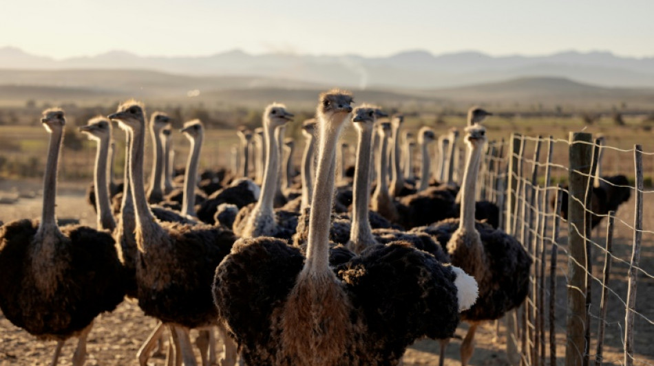 Ostrich and emu ancestor could fly, scientists discover