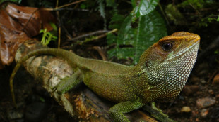 Peru: Neu entdeckte Eidechsenart nach Iron-Maiden-S&auml;nger Bruce Dickinson benannt