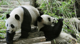 French zoo returns poorly panda and partner to China