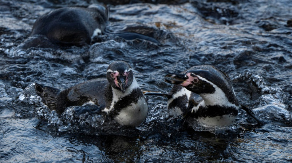 Punta San Juan, una evidencia del declive de la fauna costera en Per&uacute;