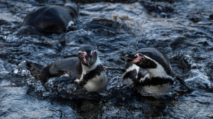 Punta San Juan, una evidencia del declive de la fauna costera en Per&uacute;