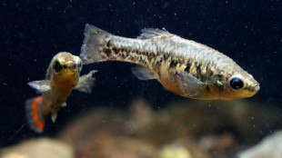 El pez tequila se salva de la extinci&oacute;n y sensibiliza a comunidad en M&eacute;xico