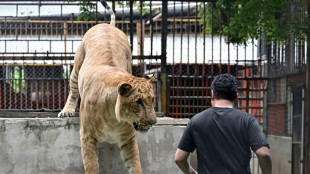 "De la folie pure": la Tha&iuml;lande en proie &agrave; la surpopulation de lions domestiques