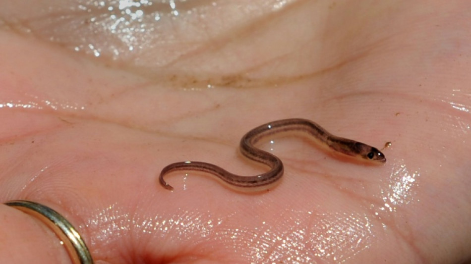 Haitian gangs getting rich off murky market for baby eels