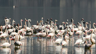 T&uacute;nez frustra un intento de contrabando de flamencos rosas