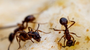 La coop&eacute;ration entre fourmis rouges, rem&egrave;de au p&eacute;ril sanitaire