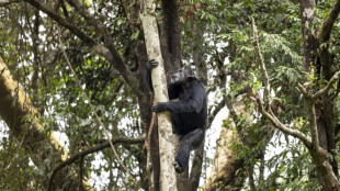 Los chimpanc&eacute;s consumen alcohol a diario, seg&uacute;n estudio