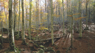 Aumentate in Italia le foreste certificate Pefc, 1.735 le aziende accreditate