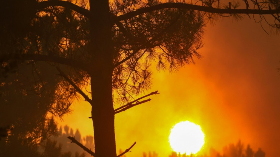 Autoriser ou non &agrave; chasser les animaux ayant surv&eacute;cu aux incendies ? Le d&eacute;bat monte