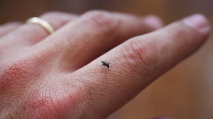 In Uruguay la dengue si combatter&agrave; con zanzare sterilizzate