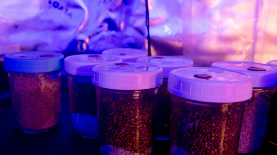 Nueva Zelanda aprueba el uso medicinal de los "hongos m&aacute;gicos"