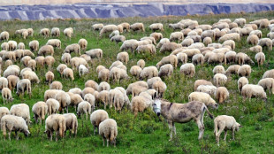 Los metales pesados contaminan hasta un 17% de las tierras cultivables del mundo, según un estudio
