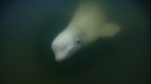 La bah&iacute;a de Hudson en Canad&aacute;, refugio estival para miles de belugas