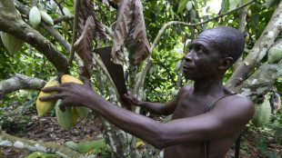 Le Nigeria veut profiter du cours &eacute;lev&eacute; du cacao pour redynamiser sa production locale