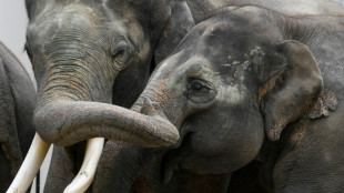 Rettung von gebrochenem Stoßzahn: Experten behandeln Elefant in Leipziger Zoo