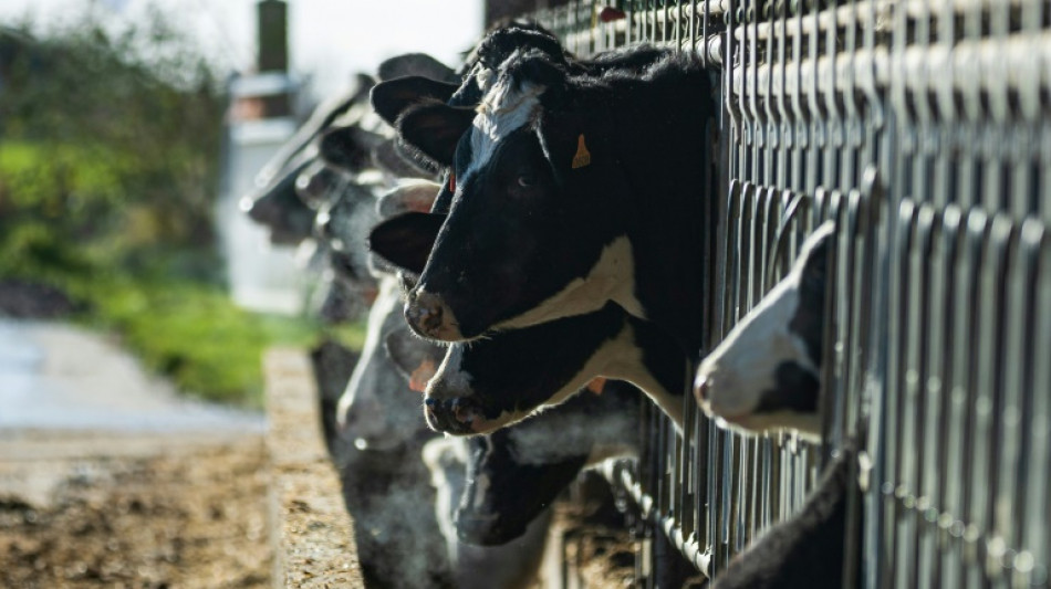 Le bruit et l'odeur des vaches: un &eacute;leveur de l'Oise condamn&eacute; en appel