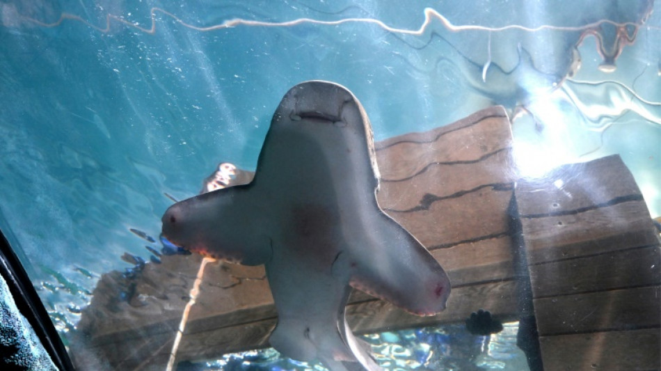 Des requins l&eacute;opards ins&eacute;min&eacute;s en Australie pour pr&eacute;server la diversit&eacute;