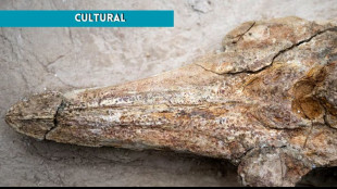 In Perù scoperto fossile delfino vissuto 12 milioni di anni fa