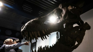Un squelette composite de T-Rex vendu pr&egrave;s de 5,6 millions d'euros (ench&egrave;res)