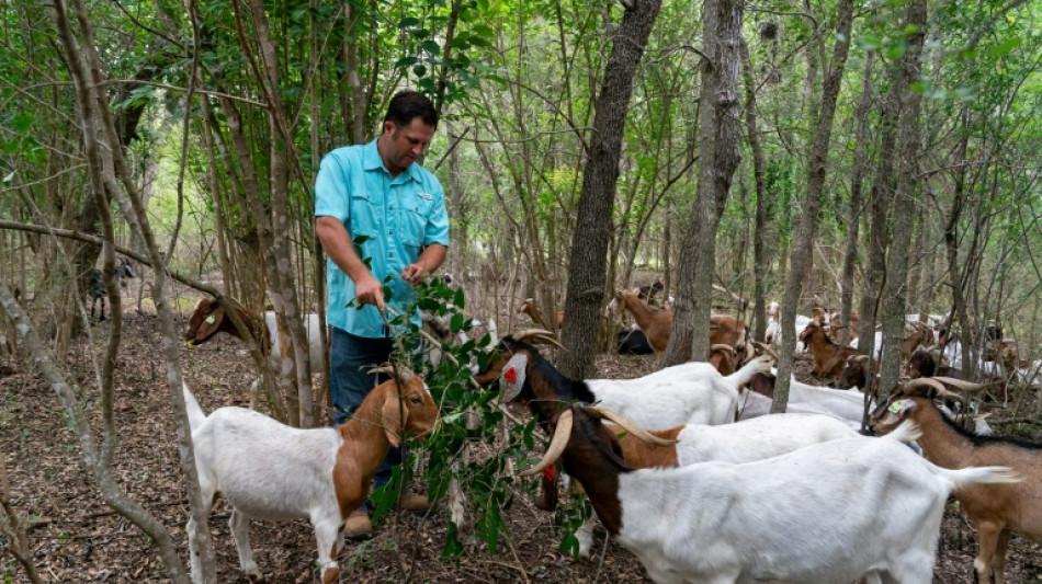 ¿Creció la maleza? El "escuadrón cabra" sale al rescate en EEUU