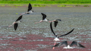 Colômbia foi o país mais perigoso para ambientalistas em 2024