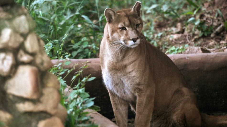 Un santuario en Sao Paulo rescata pumas acechados por la urbanizaci&oacute;n