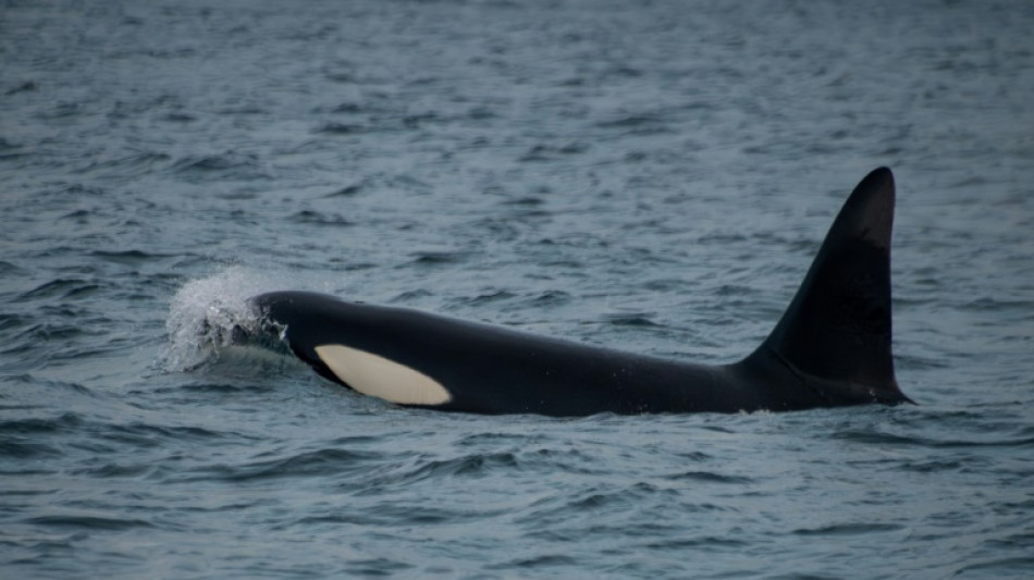 Killer whales spotted grooming each other with seaweed