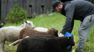 Vis ma vie de berger: en Finlande, un programme de vacances tr&egrave;s populaire
