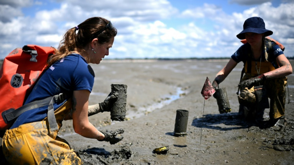 Sur le bassin d'Arcachon, la d&eacute;licate pr&eacute;servation d'une plante "refuge de la biodiversit&eacute;"