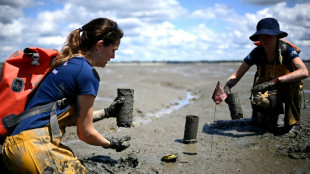 Sur le bassin d'Arcachon, la d&eacute;licate pr&eacute;servation d'une plante "refuge de la biodiversit&eacute;"