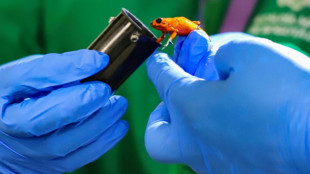 Decomisan 130 ranas venenosas a traficante en aeropuerto de Bogot&aacute;