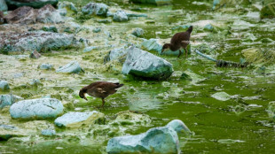 Le plus grand lac du Royaume-Uni suffoque &agrave; cause des algues toxiques