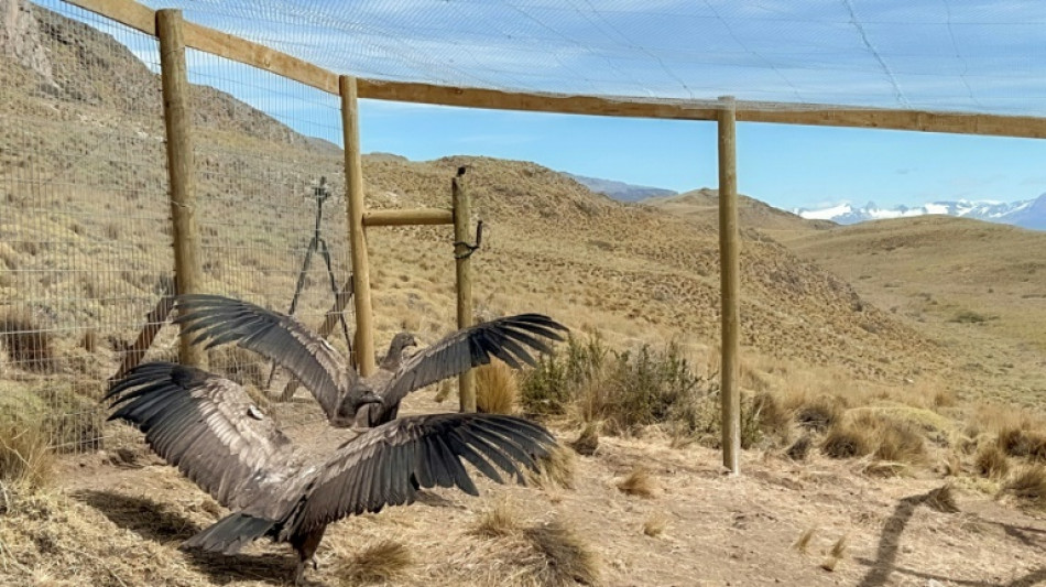 Chili: deux jeunes condors sauv&eacute;s puis rel&acirc;ch&eacute;s apr&egrave;s des mois de captivit&eacute;
