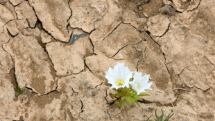 El desierto de Atacama florece tras intensas lluvias provocadas por El Ni&ntilde;o